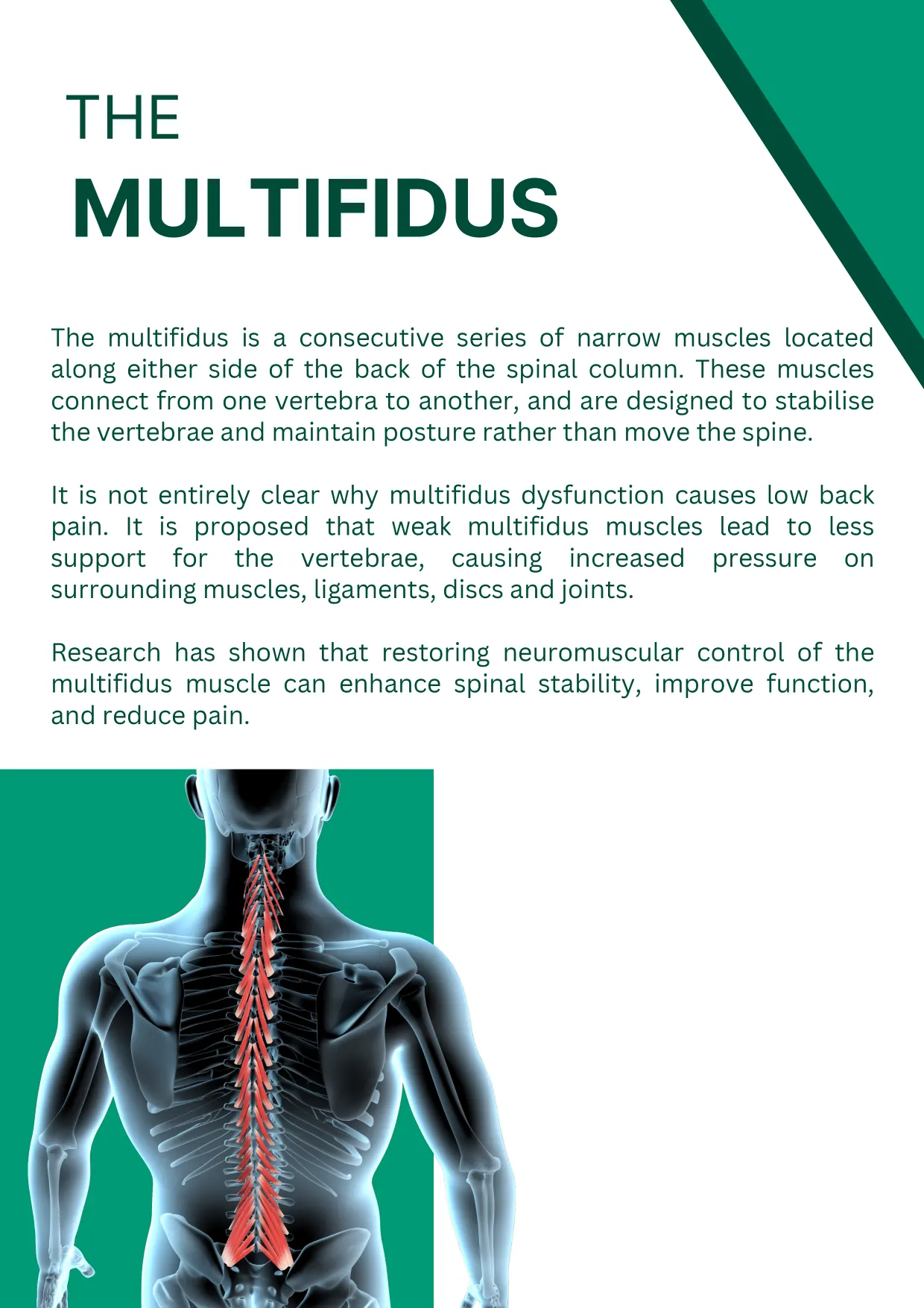 ReActiv8 booklet, page 3 of 16: The multifidus